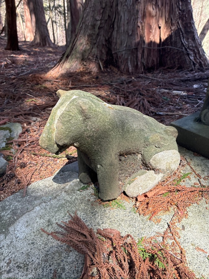 【19日まで】限定特別な使命を持つお犬様「大志」の好天使命鑑定