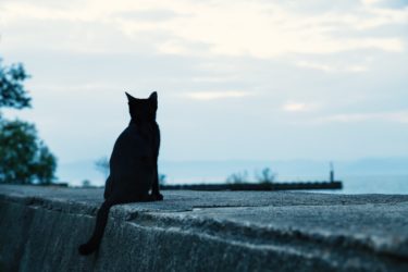 黒猫は不吉な存在？実は黒猫は幸福な存在なのです。