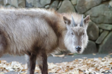 ニホンカモシカに出会えたら起きるかもしれない6つのスピリチュアルなこと